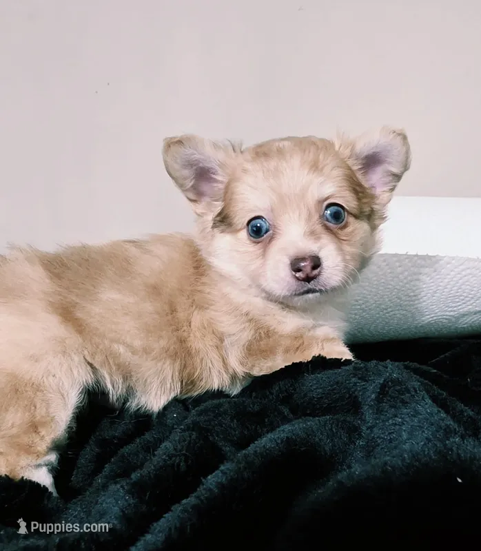 Zoro – Chihuahua puppy for sale in Hollywood, FL