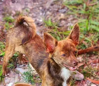 Luke, a male Chihuahua for sale in Hollywood, FL – Photo 2 of 5