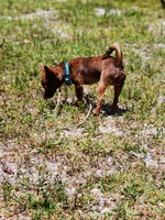 Luke, a male Chihuahua for sale in Hollywood, FL – Photo 4 of 5