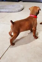 Sunny, a male Miniature Pinscher for sale in Hollywood, FL – Photo 6 of 8