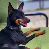 Sunny, a male Miniature Pinscher for sale in Hollywood, FL – Photo 7 of 8