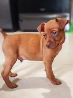 Sunny, a male Miniature Pinscher for sale in Hollywood, FL – Photo 5 of 8