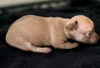 Loki, a male Chihuahua for sale in Hollywood, FL – 2 of 4