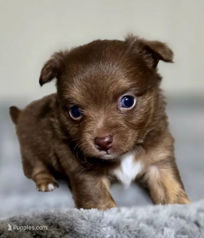 Thor – Chihuahua puppy for sale in Hollywood, FL