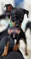 Green, a male Miniature Pinscher for sale in Hollywood, FL – 2 of 9
