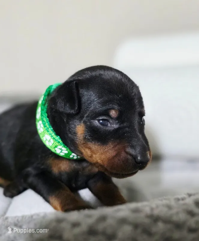 Sage – Miniature Pinscher puppy for sale in Hollywood, FL