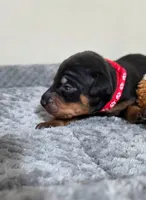 Red, a male Miniature Pinscher for sale in Hollywood, FL – 3 of 5