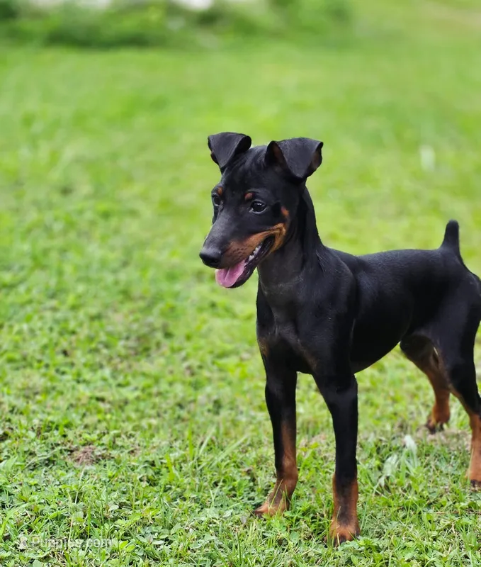 Red – Miniature Pinscher puppy for sale in Hollywood, FL