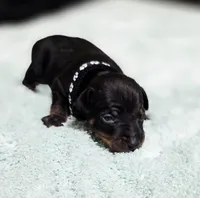 Black, a male Miniature Pinscher for sale in Hollywood, FL – Photo 3 of 6