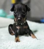 Black, a male Miniature Pinscher for sale in Hollywood, FL – 3 of 9