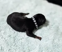 Black, a male Miniature Pinscher for sale in Hollywood, FL – Photo 4 of 6