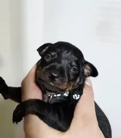 Black, a male Miniature Pinscher for sale in Hollywood, FL – Photo 2 of 6