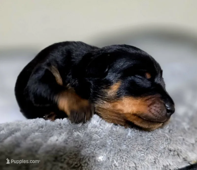 Fuscia – Miniature Pinscher puppy for sale in Hollywood, FL