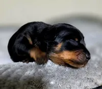 Fuscia, a female Miniature Pinscher for sale in Hollywood, FL – 1 of 5
