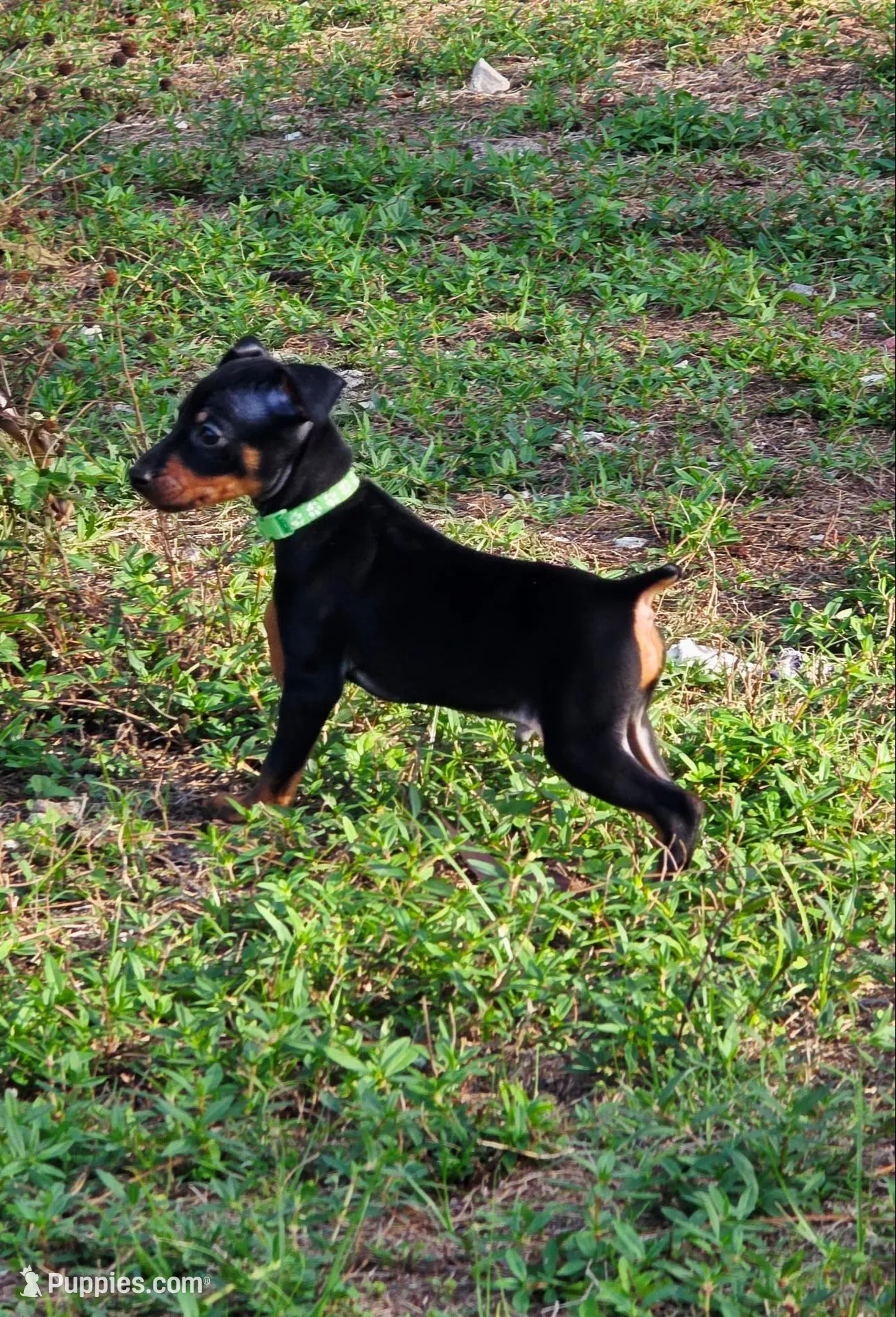 Green, a male Miniature Pinscher for sale in Hollywood, FL – Photo 2 of 6