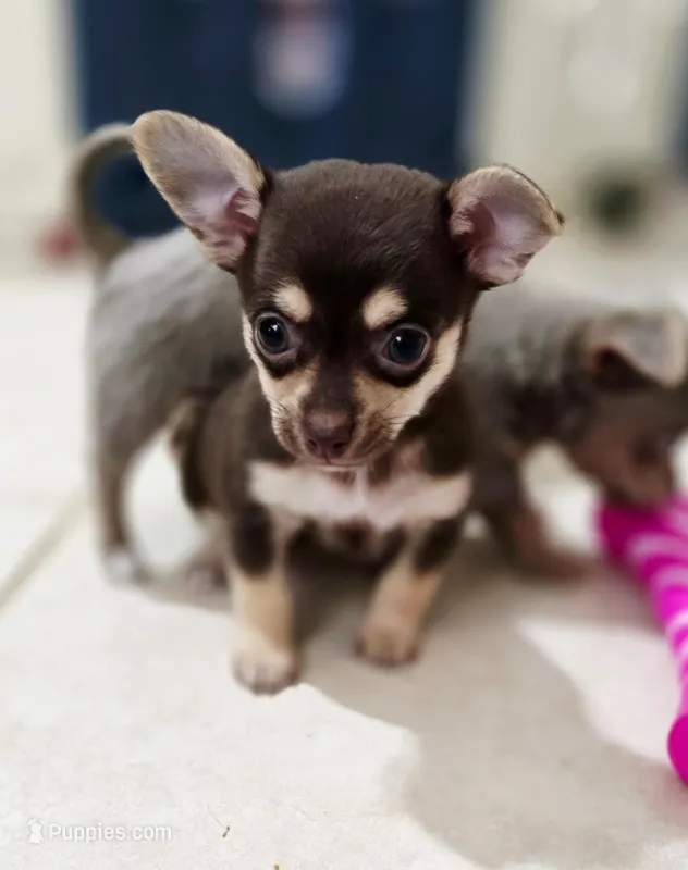 Nala – Chihuahua puppy for sale in Hollywood, FL