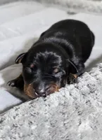Fuscia, a female Miniature Pinscher for sale in Hollywood, FL – 3 of 5