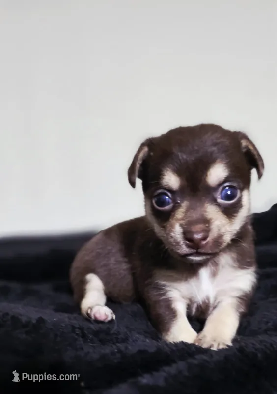 Nala – Chihuahua puppy for sale in Hollywood, FL