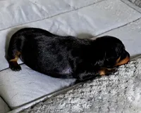 Yellow, a female Miniature Pinscher for sale in Hollywood, FL – 3 of 5