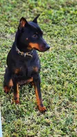 Purple, a female Miniature Pinscher for sale in Hollywood, FL – 4 of 5