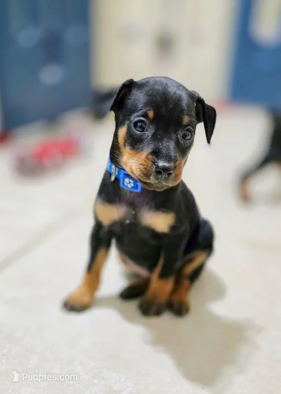 Blue – Miniature Pinscher puppy on hold in Hollywood, FL