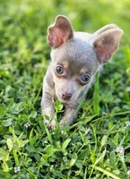 Simba, a male Chihuahua for sale in Hollywood, FL – 2 of 10