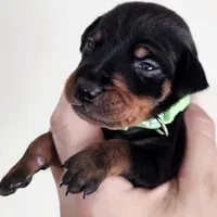 Green, a male Miniature Pinscher for sale in Hollywood, FL – Photo 7 of 9