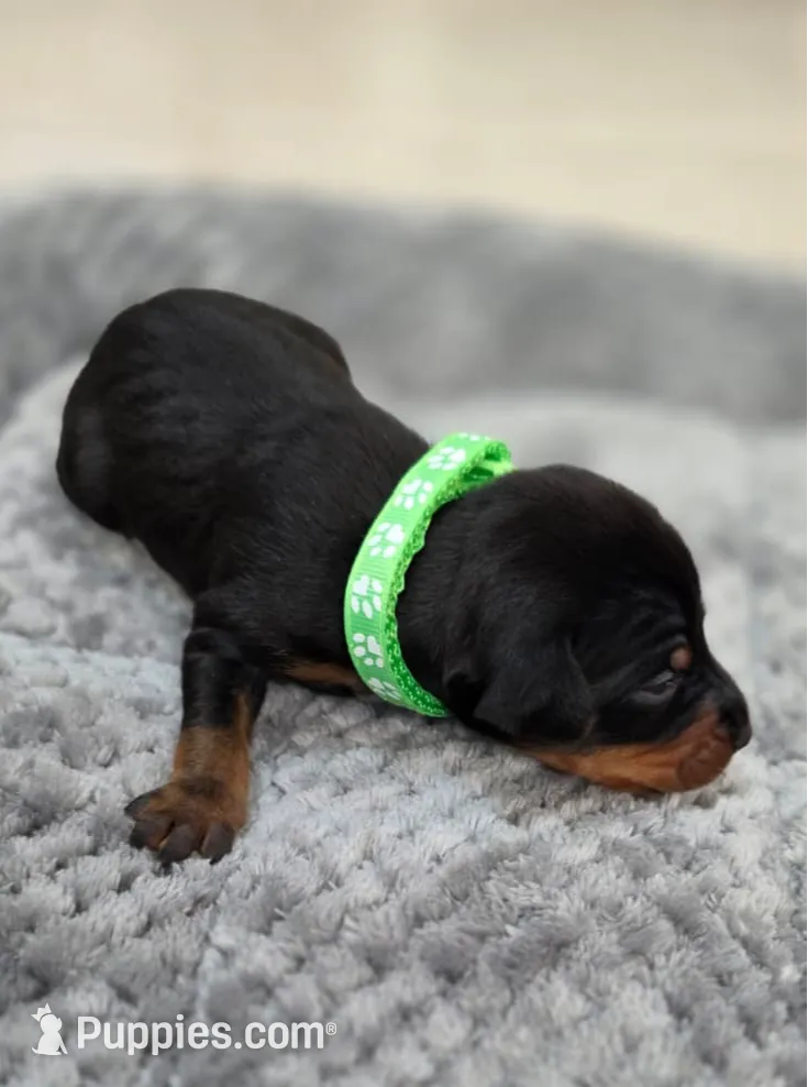 processed/cc3981e1-b02e-4175-b444-8df5a289f032/listing/a3dfd823-fac4-461c-aaae-0d205164852e/560a9100-dd46-400e-9e2c-3caa54372ec4