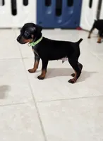 Green, a male Miniature Pinscher for sale in Hollywood, FL – Photo 6 of 9