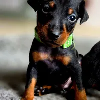 Green, a male Miniature Pinscher for sale in Hollywood, FL – Photo 5 of 9
