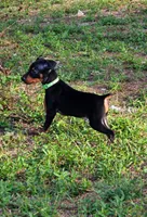 Green, a male Miniature Pinscher for sale in Hollywood, FL – Photo 2 of 9