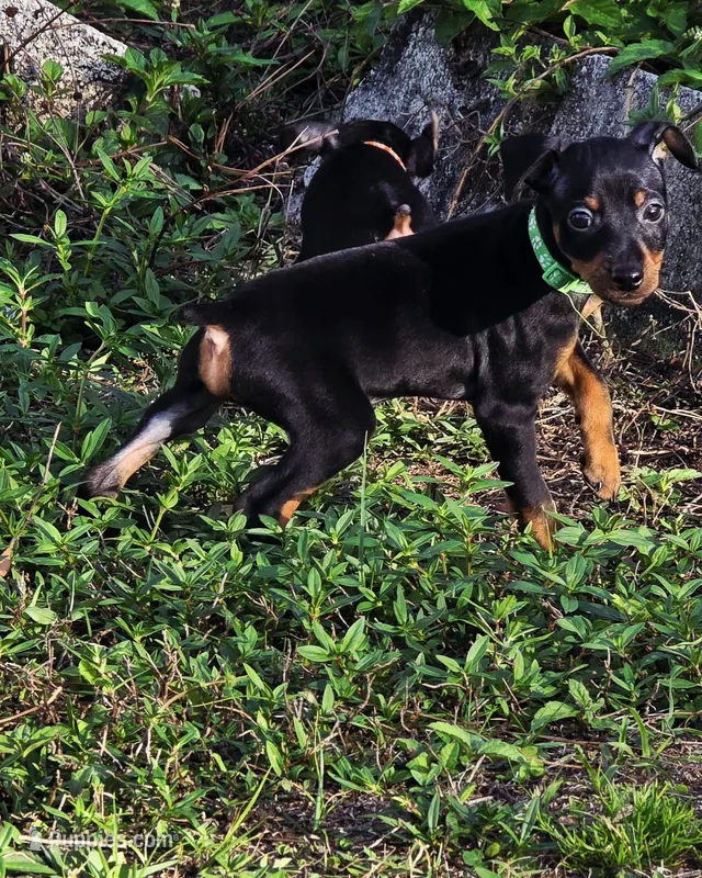 Green – Miniature Pinscher puppy for sale in Hollywood, FL