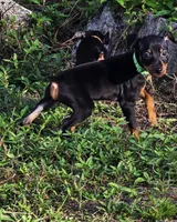Green, a male Miniature Pinscher for sale in Hollywood, FL – Photo 1 of 9