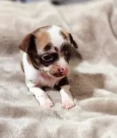 Daisy, a female Chihuahua for sale in Hollywood, FL – Photo 5 of 9