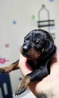 Pink, a female Miniature Pinscher for sale in Hollywood, FL – 3 of 5