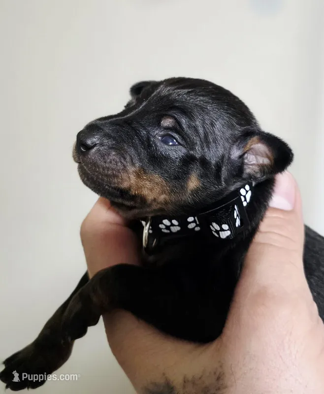 Black – Miniature Pinscher puppy for sale in Hollywood, FL