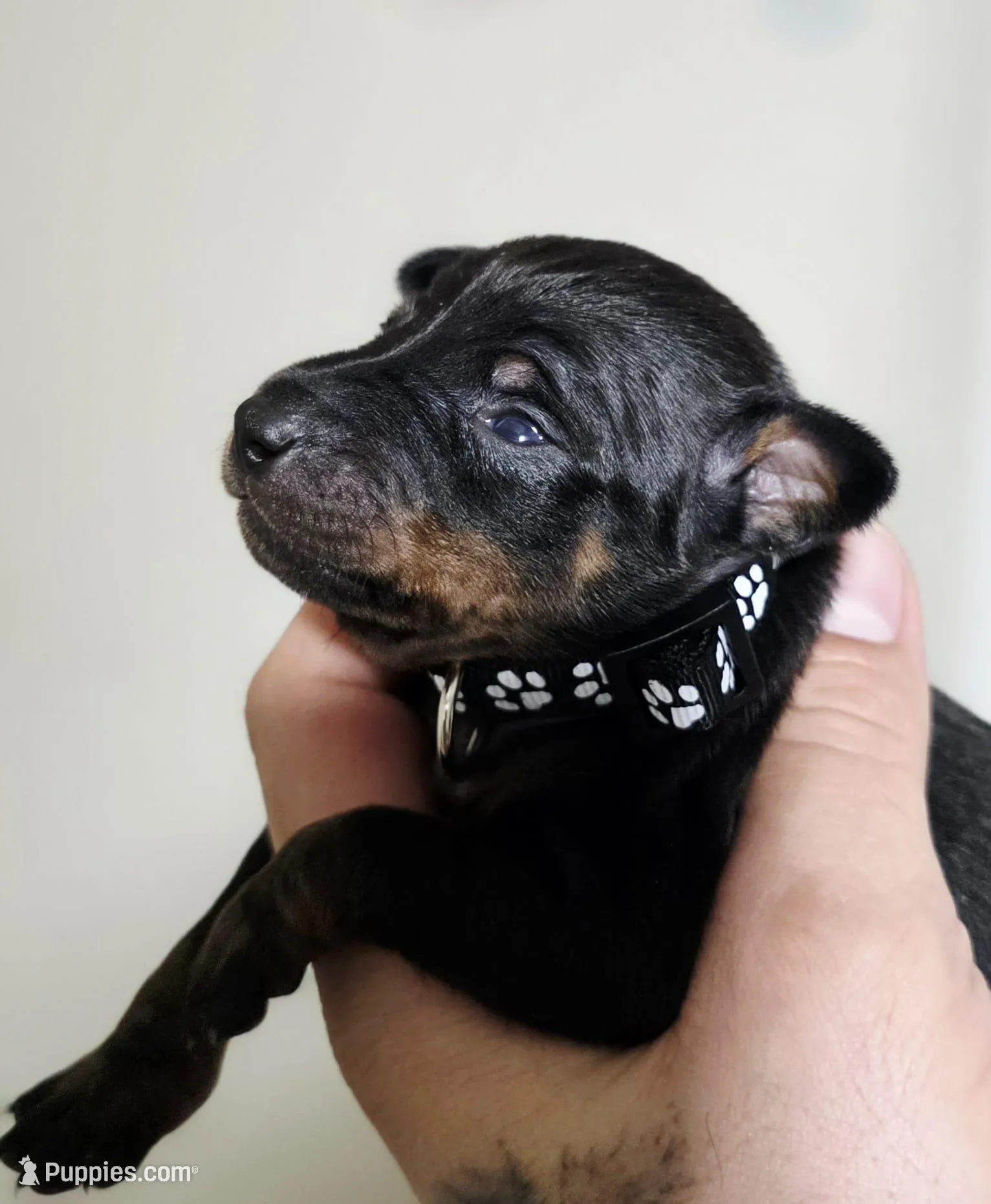 Black, a male Miniature Pinscher for sale in Hollywood, FL – Photo 1 of 6