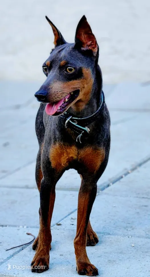 processed/cc3981e1-b02e-4175-b444-8df5a289f032/listing/a88f3a60-d0de-4737-8e83-56731cbf36b9/92c08f80-22de-45f4-85fa-53be7cd232f6