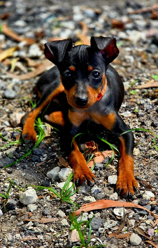 Orange – Miniature Pinscher puppy for sale in Hollywood, FL