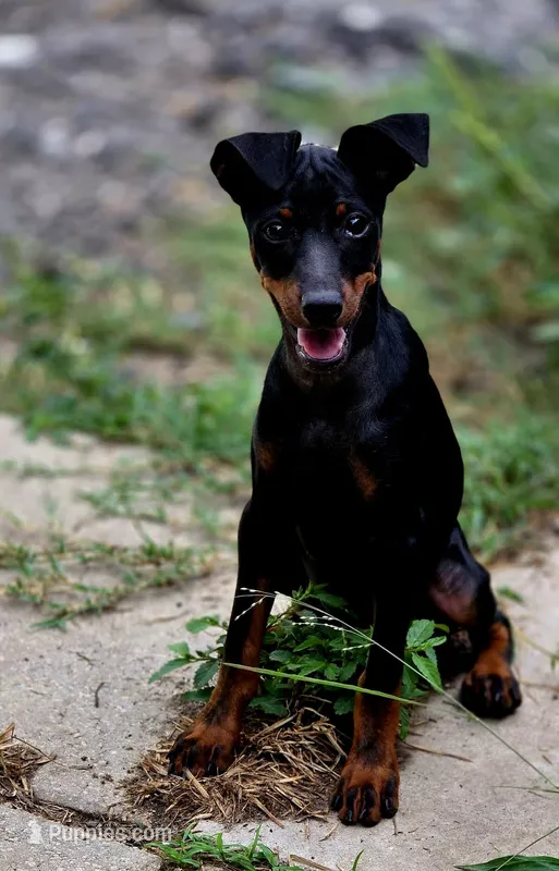 Red – Miniature Pinscher puppy for sale in Hollywood, FL