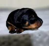 Fuscia, a female Miniature Pinscher for sale in Hollywood, FL – 2 of 5