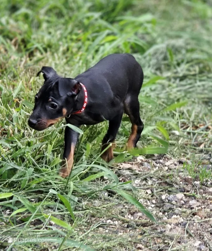 Red – Miniature Pinscher puppy for sale in Hollywood, FL