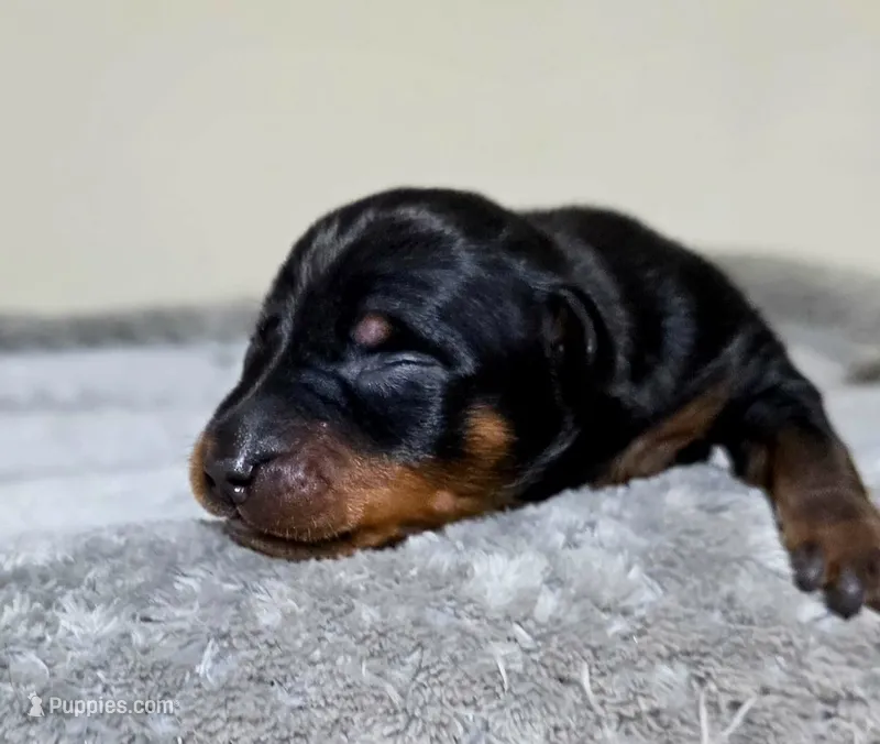 Sage – Miniature Pinscher puppy for sale in Hollywood, FL