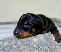 Sage, a female Miniature Pinscher for sale in Hollywood, FL – 1 of 5