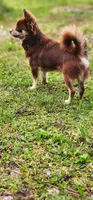 Loki, a male Chihuahua for sale in Hollywood, FL – 4 of 4