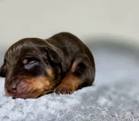Pink, a female Miniature Pinscher for sale in Hollywood, FL – 2 of 5