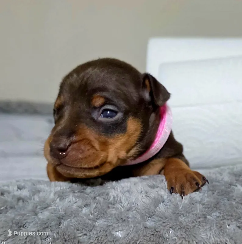 Pink – Miniature Pinscher puppy for sale in Hollywood, FL