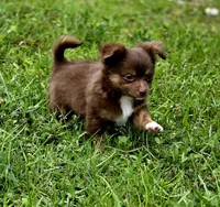 Thor, a male Chihuahua for sale in Hollywood, FL – 4 of 10