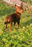 Loki, a male Chihuahua for sale in Hollywood, FL – 3 of 4