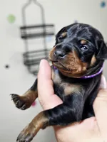 Purple, a female Miniature Pinscher for sale in Hollywood, FL – 3 of 5